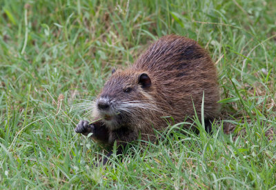 Coypu / Beverrat
