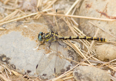 Large Pincertail / Grote tanglibel