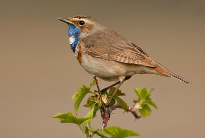 Bluethroat / Blauwborst 