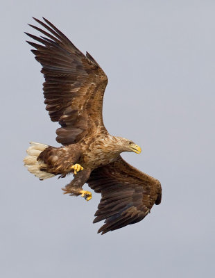 White-tailed eagle / Zeearend 