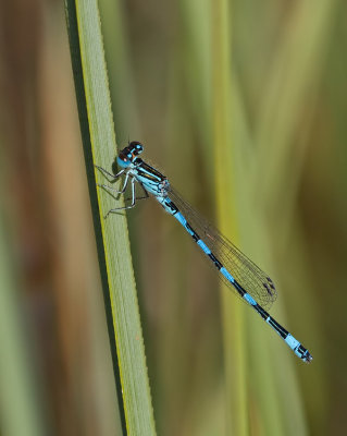 Southern damselfly / Mercuurwaterjuffer