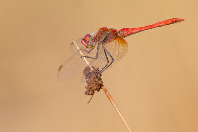 Red-veined darter / Zwervende heidelibel 