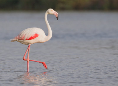 Greater Flamingo / Europese flamingo 