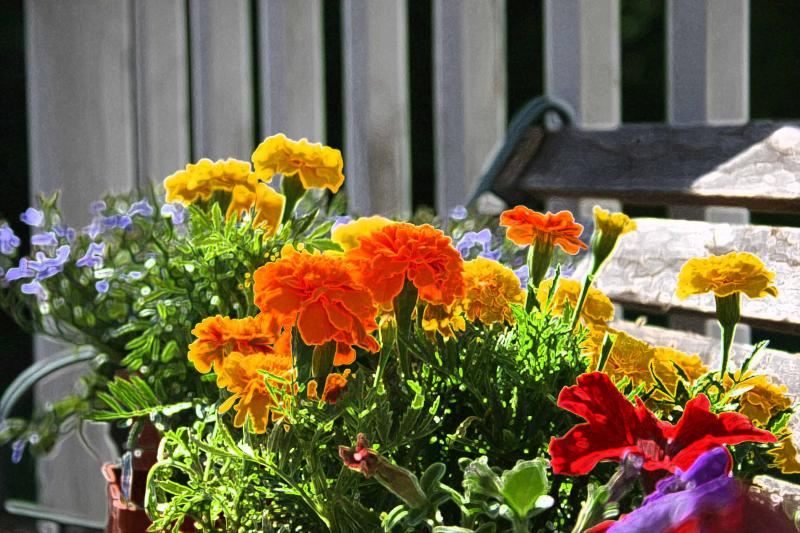 Flowers for denise.jpg