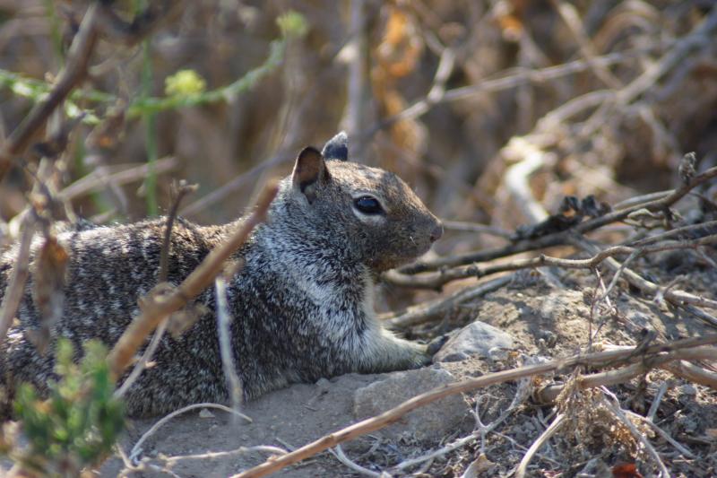 Ground Squirrel_001.JPG