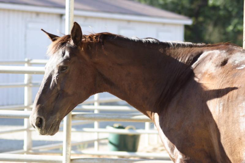 Horses_002.JPG