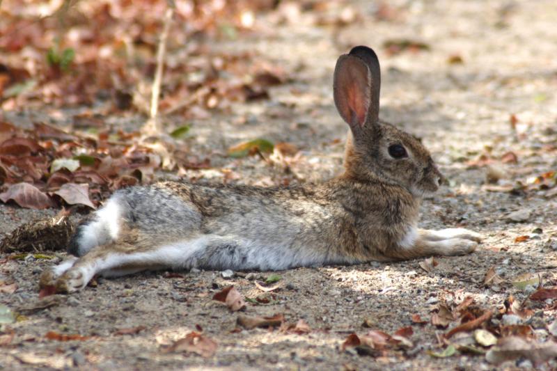 Rabbit_001.jpg