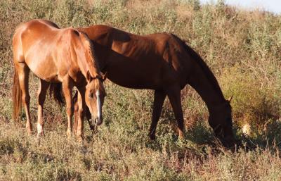 Horses