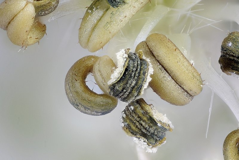 Resize of 2012-04-01-15.05.17 ZS PMax.jpg