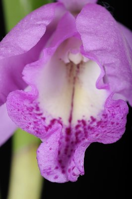 Resize of _DSC6074.jpg