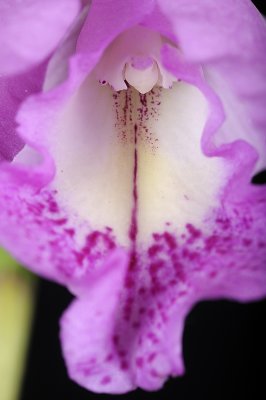 Resize of _DSC6080.jpg