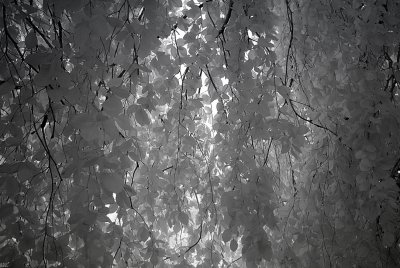 Resize of _DSC1026.jpg