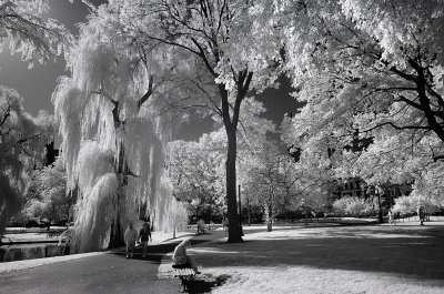 Boston Public Gardens - Infrared Perspective