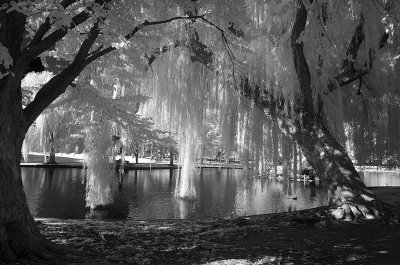 Boston Common - Fuji TAC IR-84 Filter