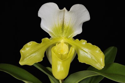 Paph. McLaren x Paph. Hellyer