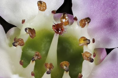 Resize of 2012-03-02-17.07.01 ZS PMax.jpg