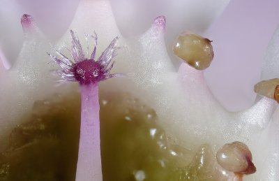 Resize of 2012-04-06-15.40.29 ZS PMax.jpg