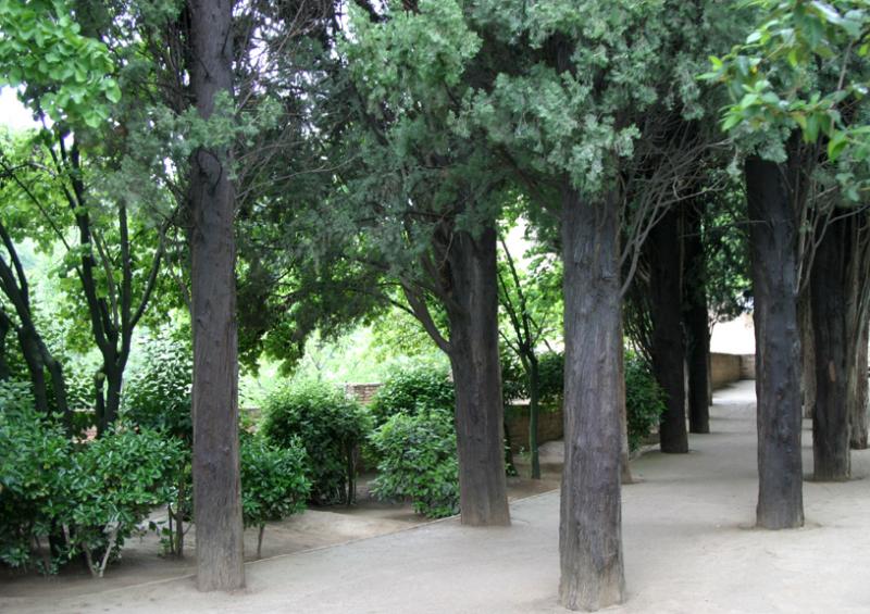 Alhambra Trees.jpg