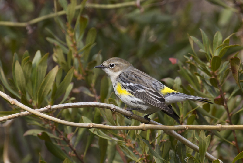 Yellow-rumped Warbler