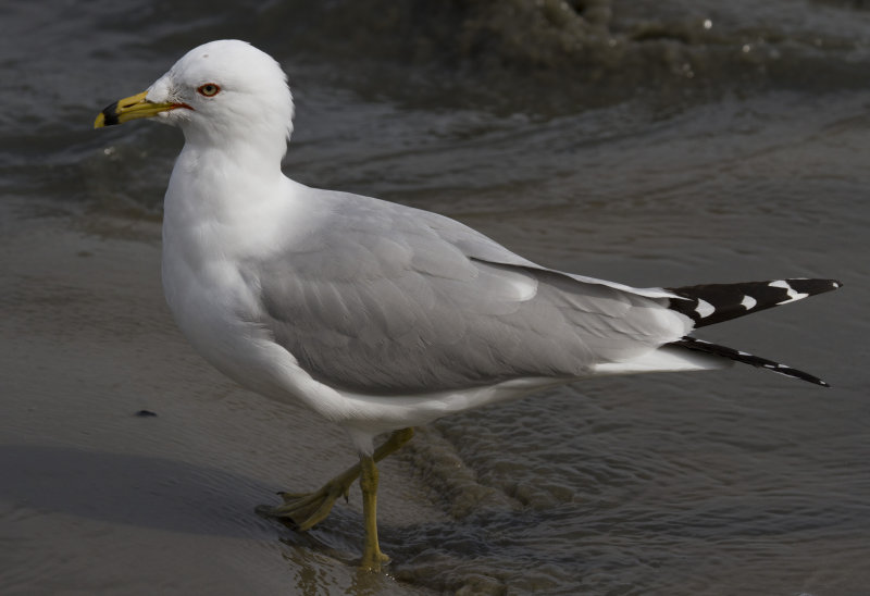 Ring-billed Gull