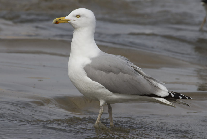 Adult Herring Gull