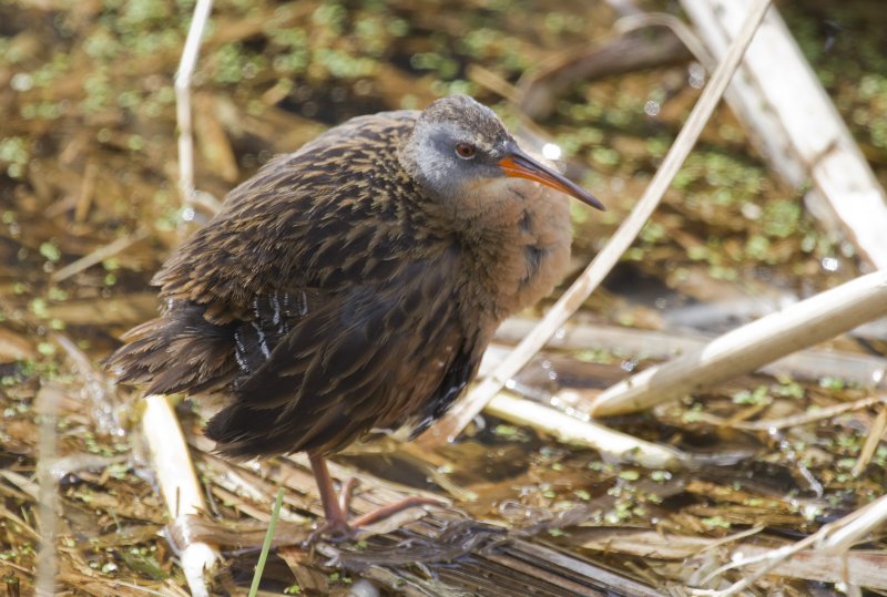 Virginia Rail