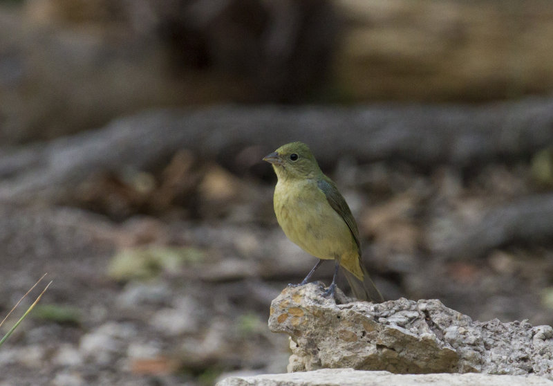 Painted Bunting