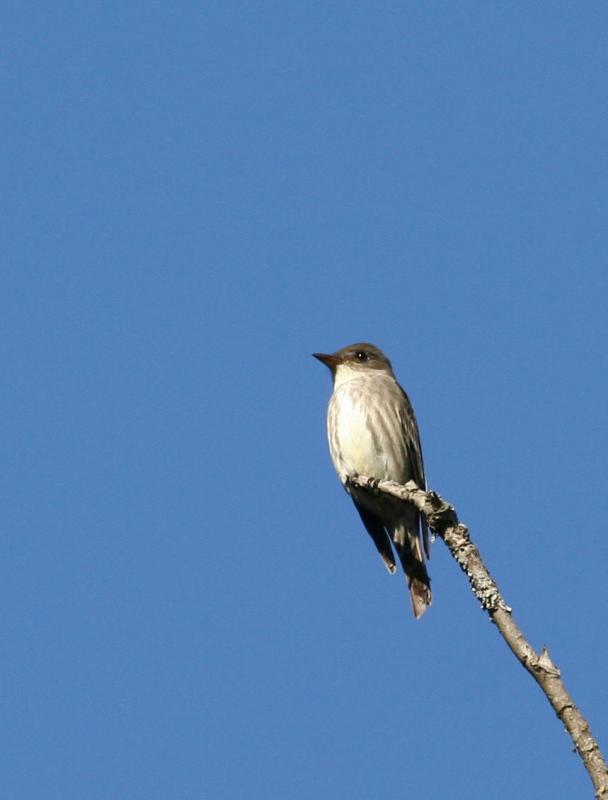 Olive-sided Flycatcher