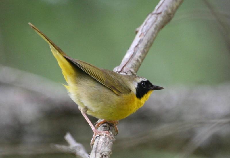 Common Yellowthroat