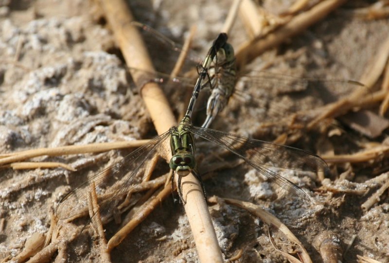 Clubtail sp.?