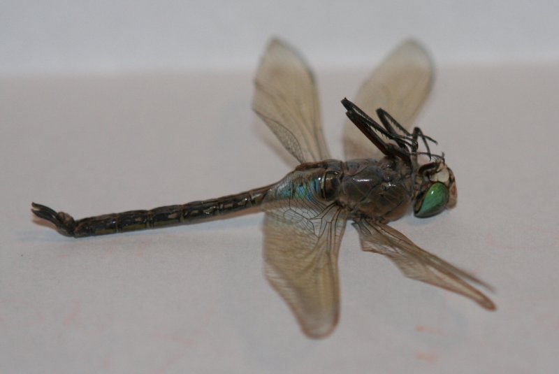 Darner sp.?