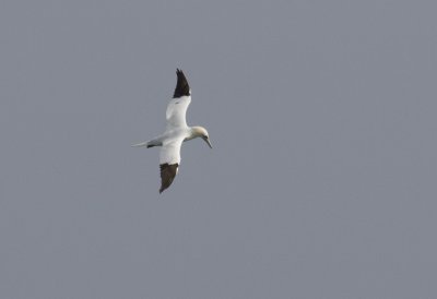 Northern Gannet