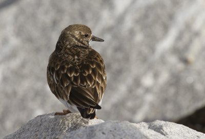 Ruddy Turnstone