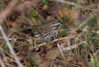 Song Sparrow