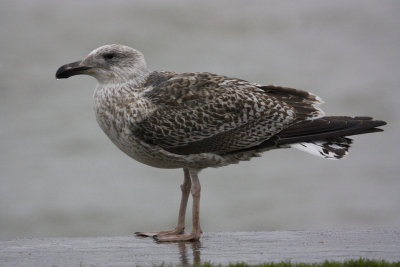 2nd Cycle Great Black-backed Gull