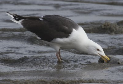 Adult Great Black-backed Gull