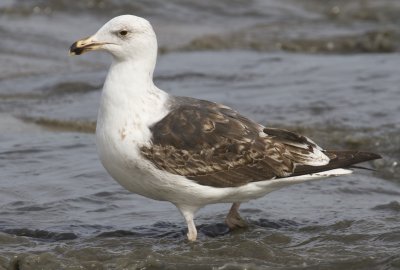 3rd Cycle Great Black-backed Gull