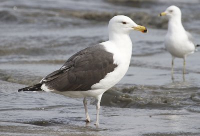 3rd/4th Cycle Great Black-backed Gull