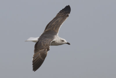 3rd Cycle Great Black-backed Gull