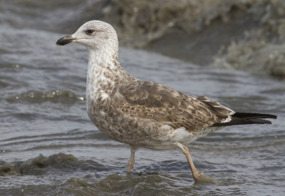 2nd Cycle Lesser Black-backed Gull
