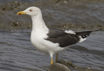 Adult Lesser Black-backed Gull