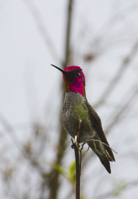 Annas Hummingbird