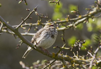 Savannah Sparrow