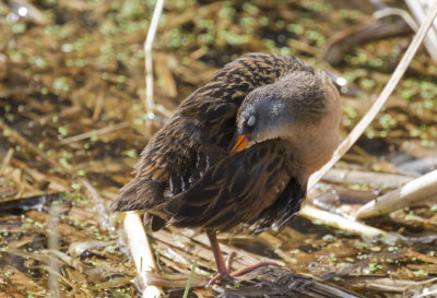 Virginia Rail