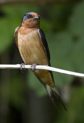 Barn Swallow