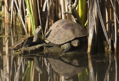 Caspian Turtle