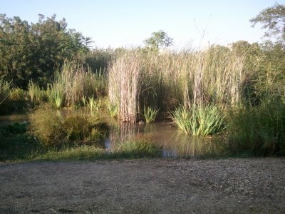 The view from the blind at the Jerusalem Bird Observatory