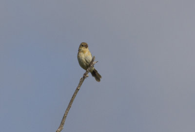 White-collared Seedeater