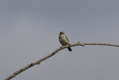 White-collared Seedeater