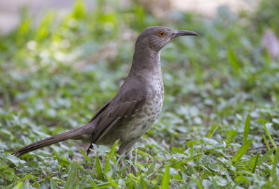 Curve-billed Thrasher